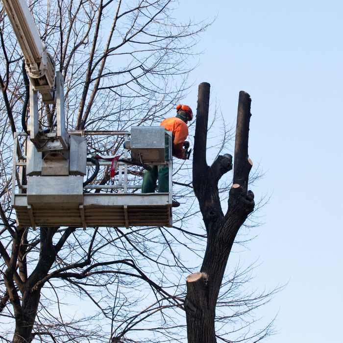 coupe de tronc arbre