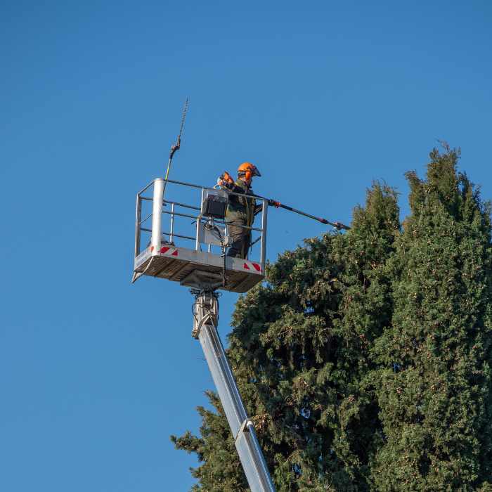 élagage arbre dans le var